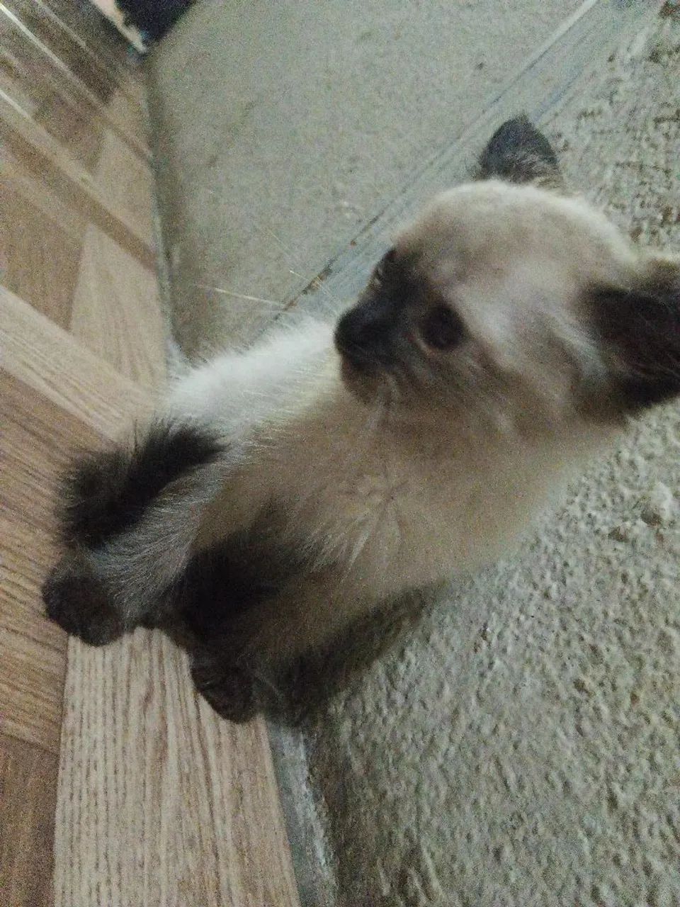 Siamese Cat Pair64842813781761122