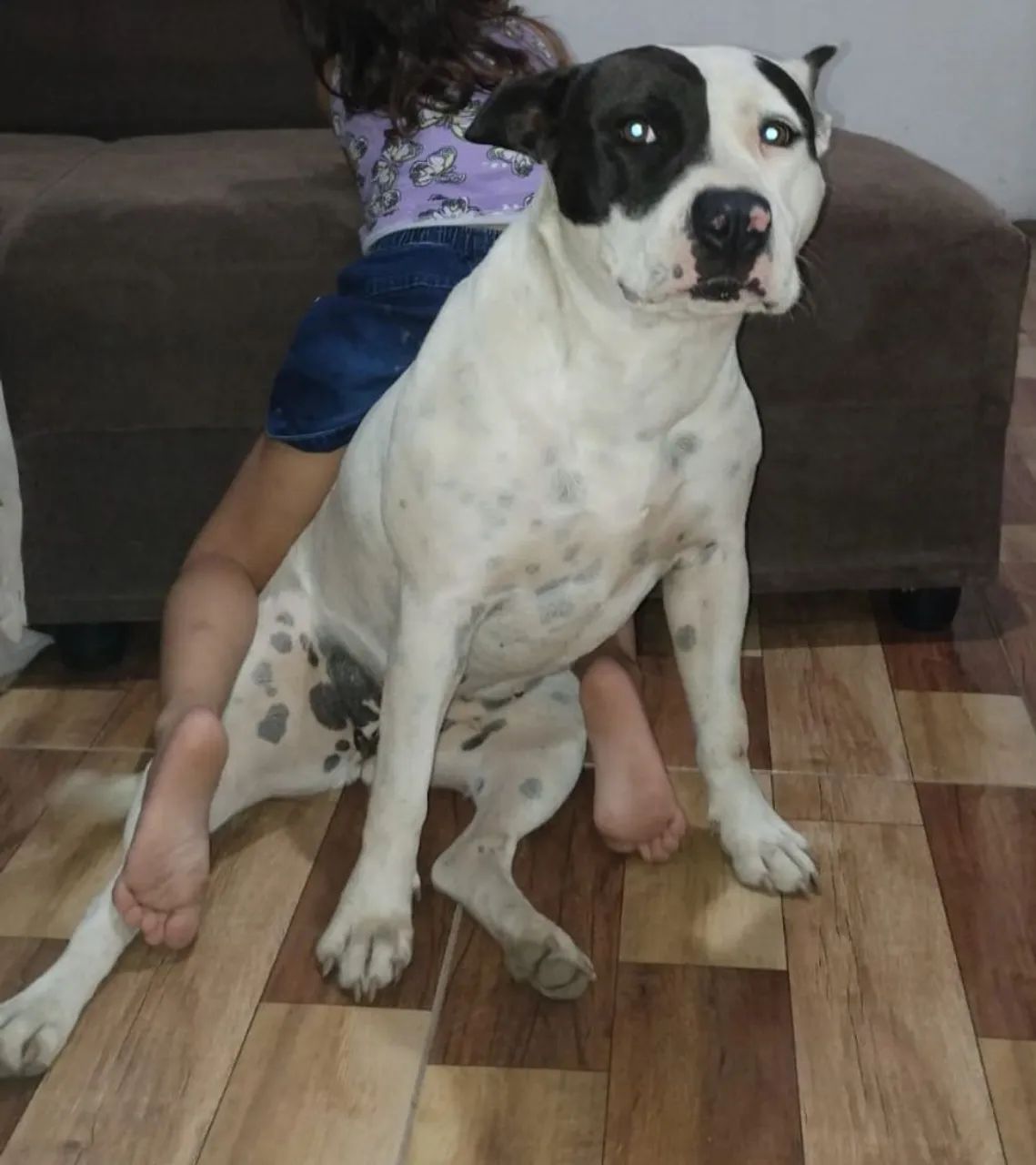 Pitbull América filhotes  - Foto 2
