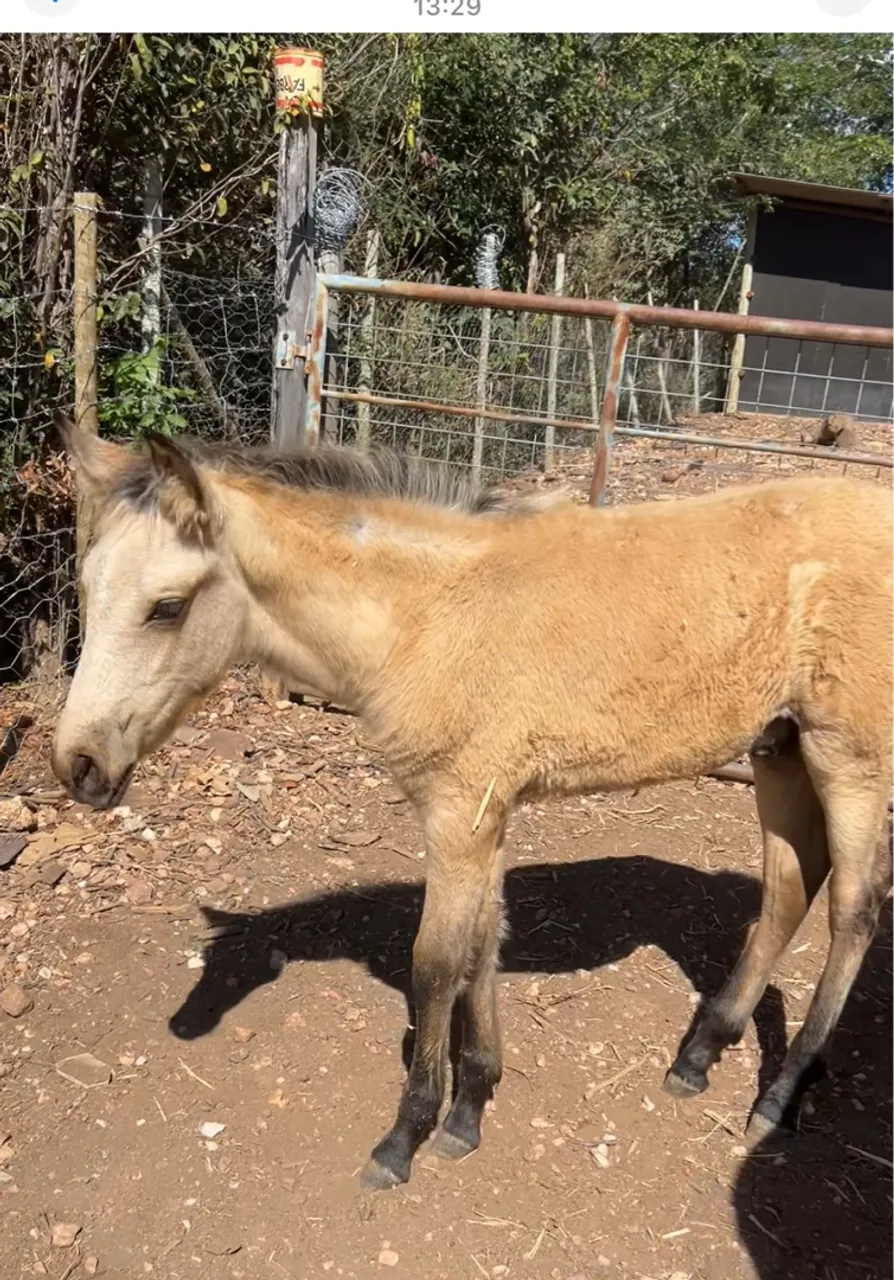 Potro disponível para venda! 4 meses