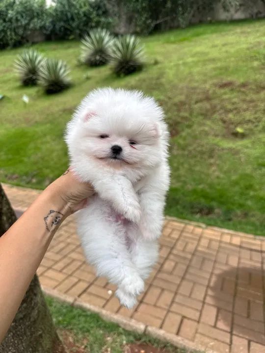 Filhote de Spitz Alemão Branco - anao  - Foto 4