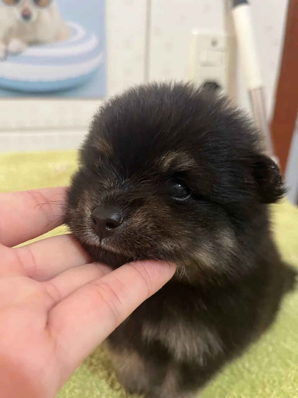 Lulu da Pomeranea 