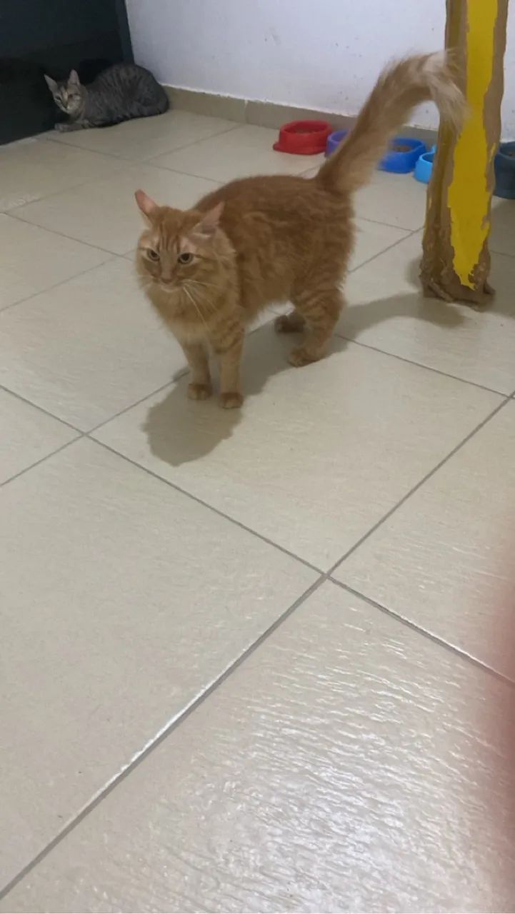 Fofurinhas laranjas para adoção  - Foto 3