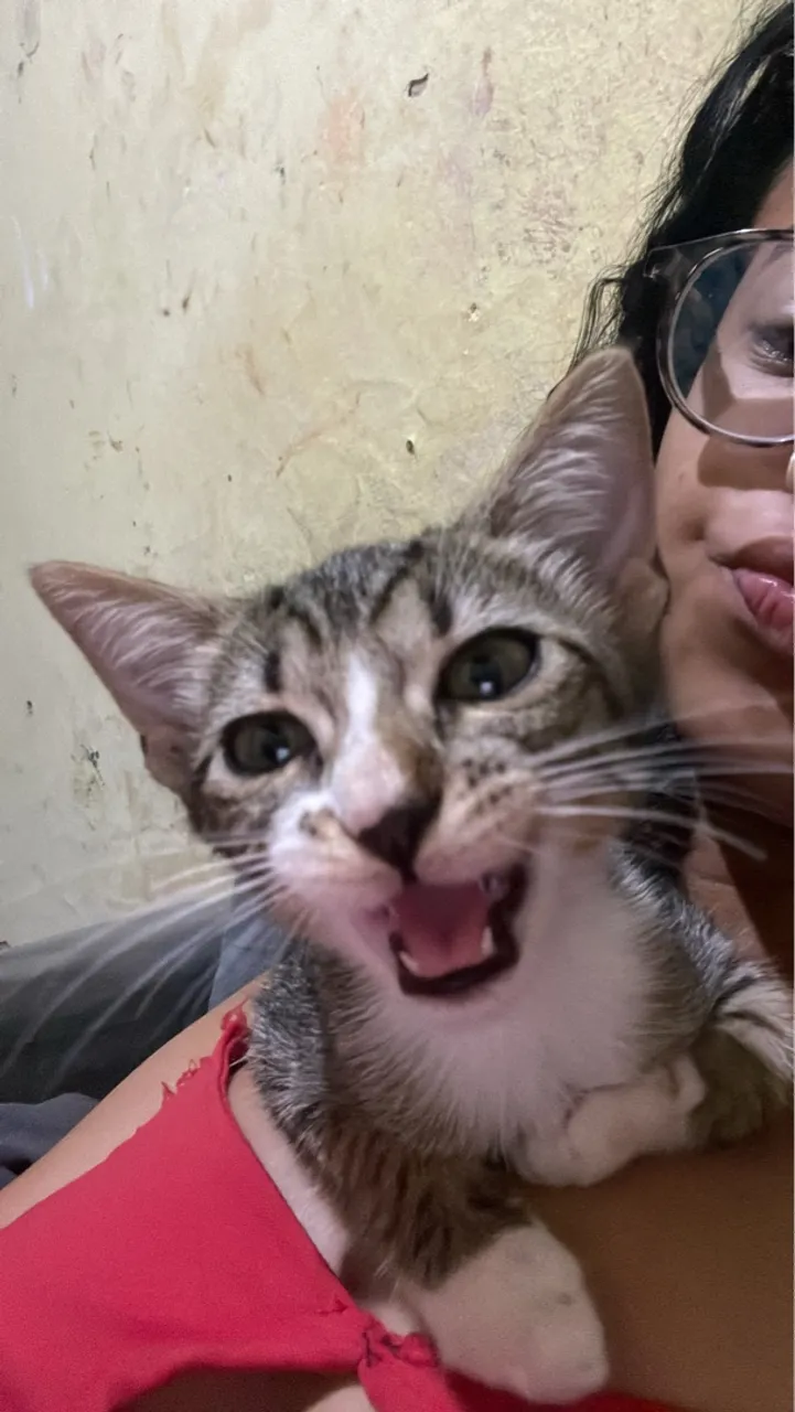 Gata fêmea