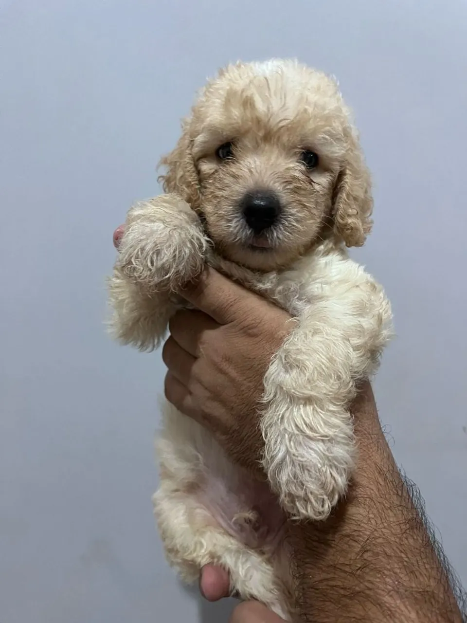 Filhote de Poodle macho
