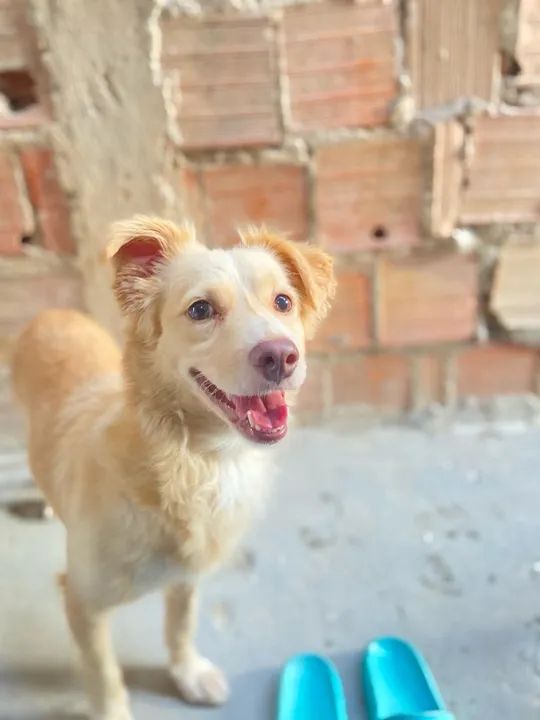 Para adoção  - Foto 2