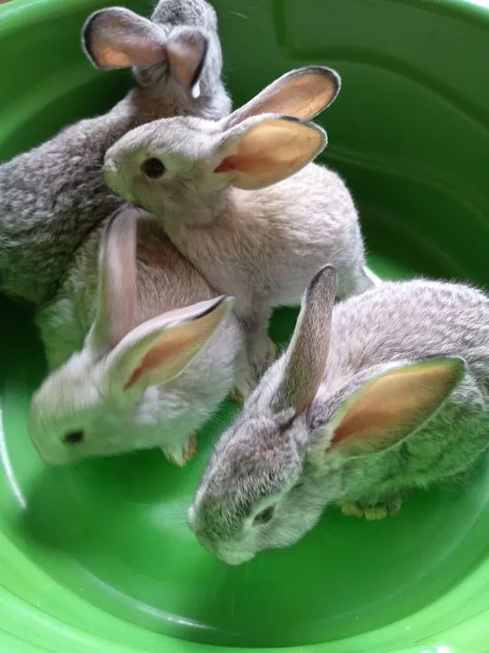 Coelhos gigantes de Flandres  - Foto 3