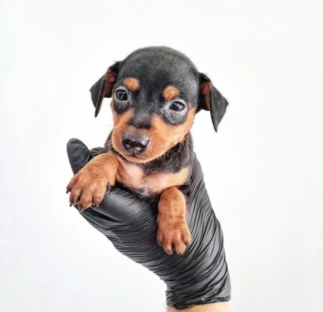 Pinscher zero macho - Loja física com filhotes de procedência e cores exclusivas