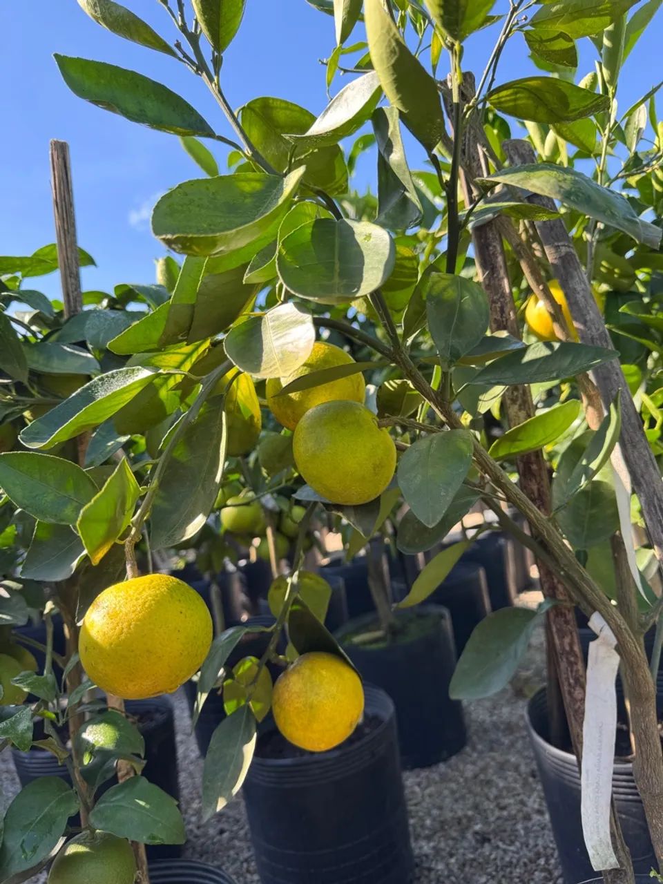 Frutíferas enxertadas - Foto 3