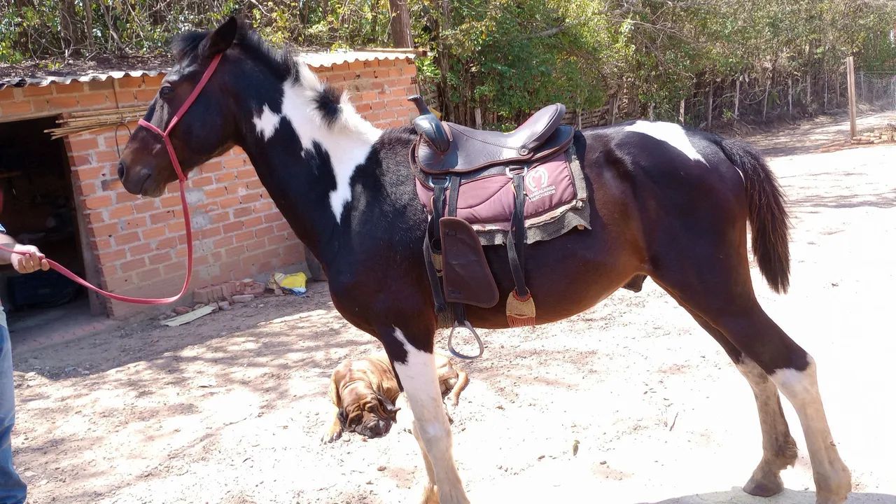 Cavalo manso - Foto 4