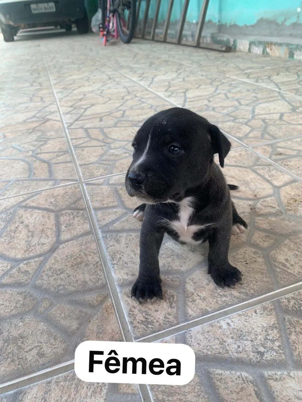Filhotes de pitbull - Foto 5