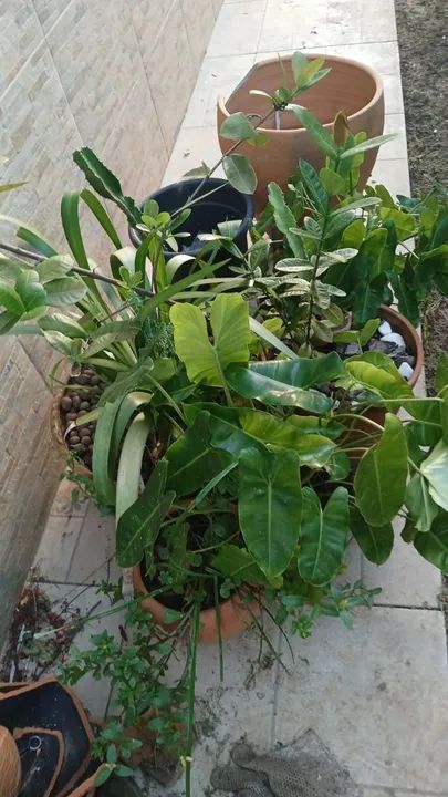 Diversas plantas - Foto 6