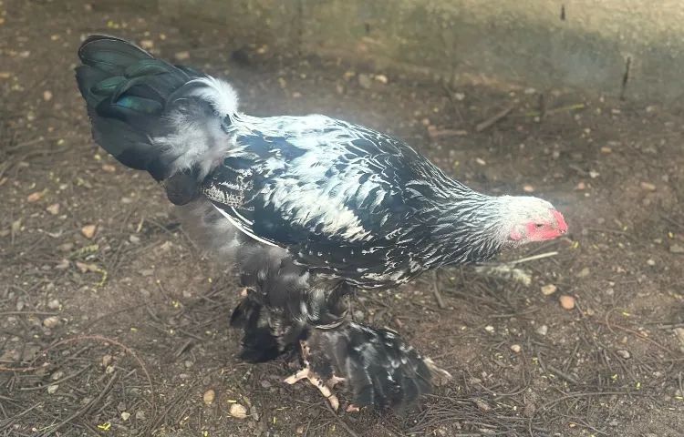  Galinha Brahma  - Foto 2