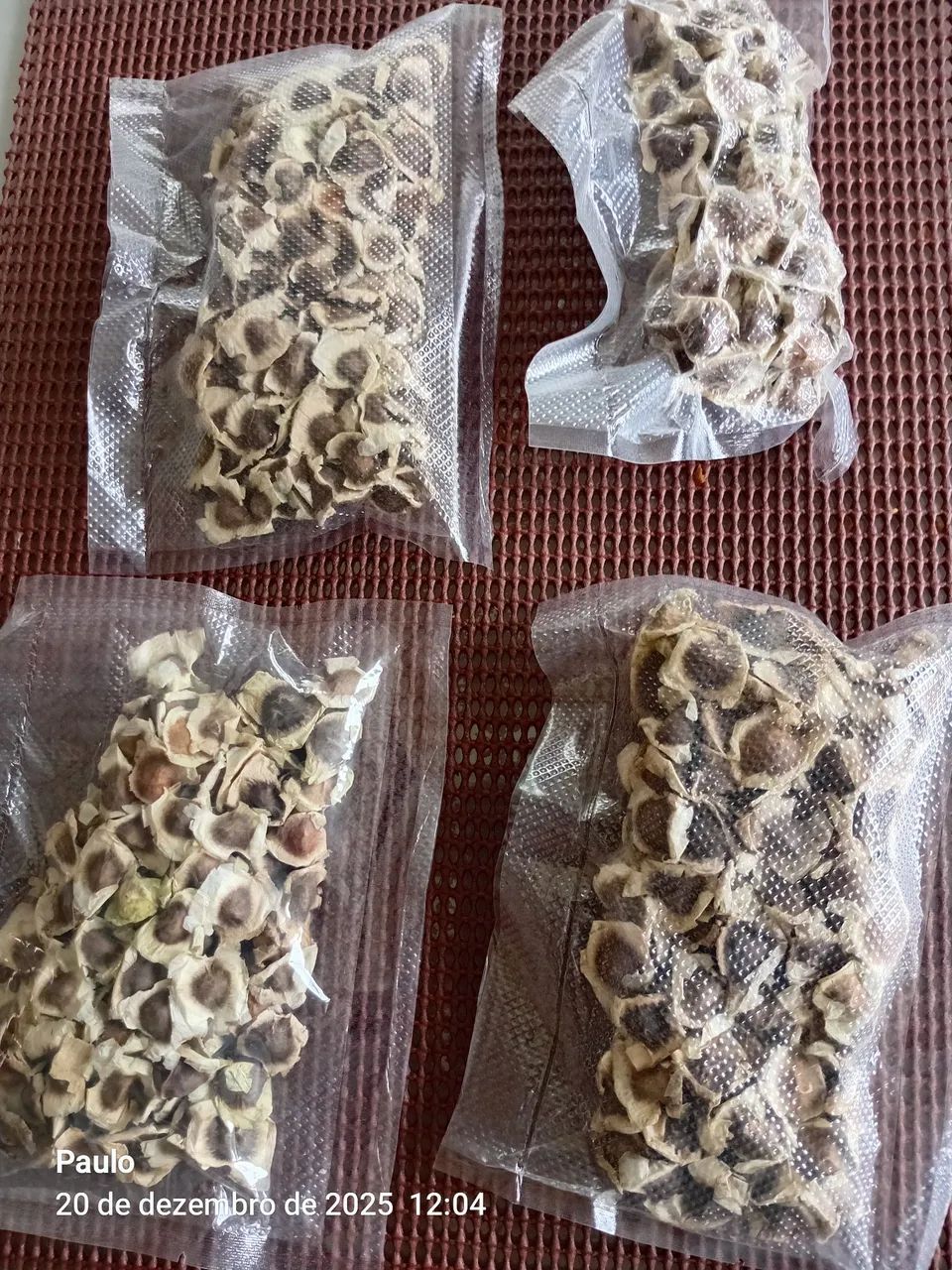 Semente de Moringa Aloifera - Foto 3