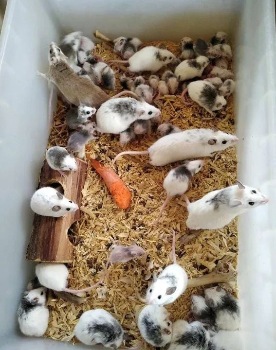 CAMUNDONGO, TOPOLINO, NEONATO, TOPODONGO<br>RATO NOVINHO - Foto 5