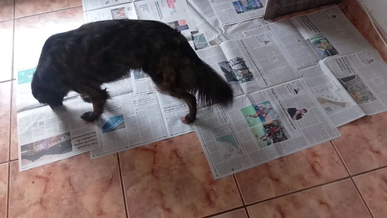 Doa se cadela - Foto 3