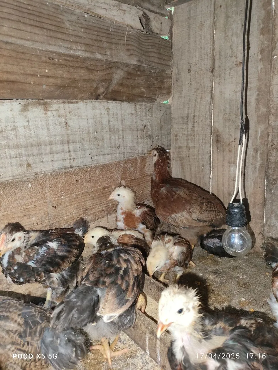 Pintinhos GSB (GALINHA SERTANEJA BALÃO)