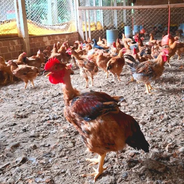 Frango / galinha caipira vivo - Foto 3