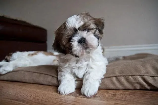 Lindo filhote Shih Tzu