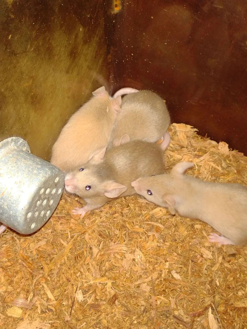 Camundongos dourados lindos - Foto 3