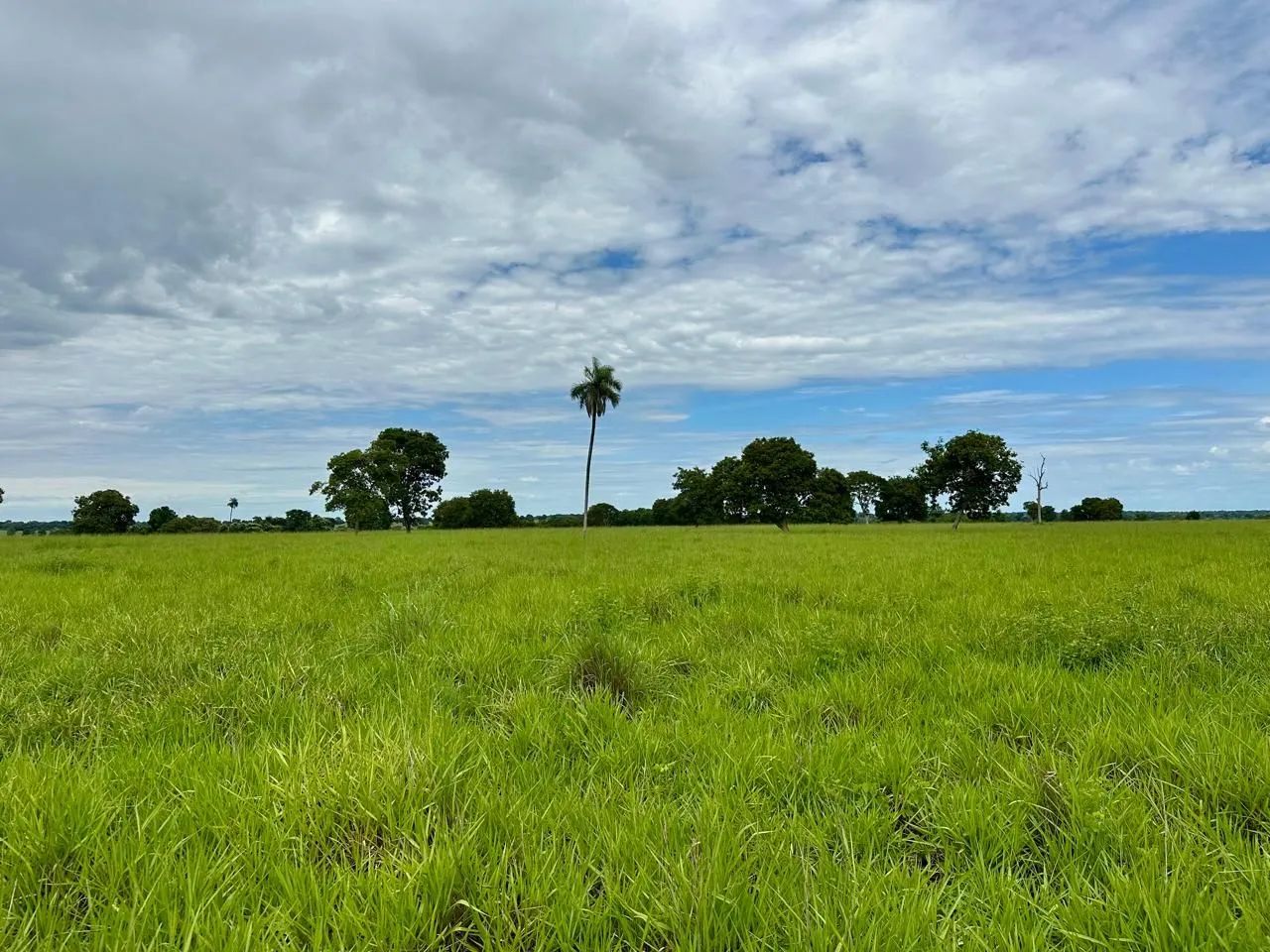 Fazenda Extra 75 alqueires - Mozarlândia! - Foto 2