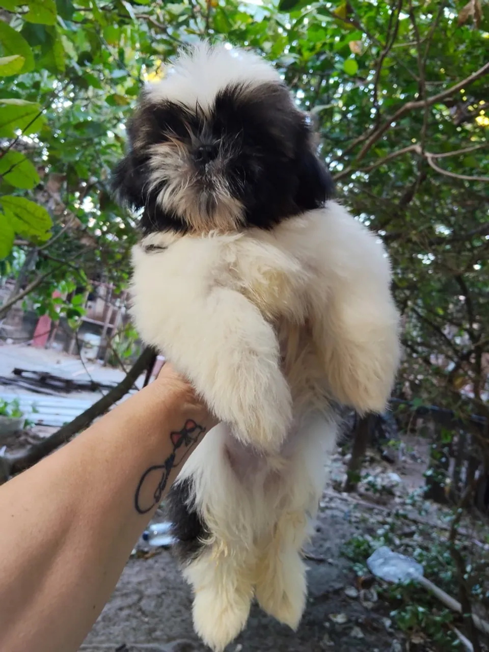 Filhote Shih Tzu Macho