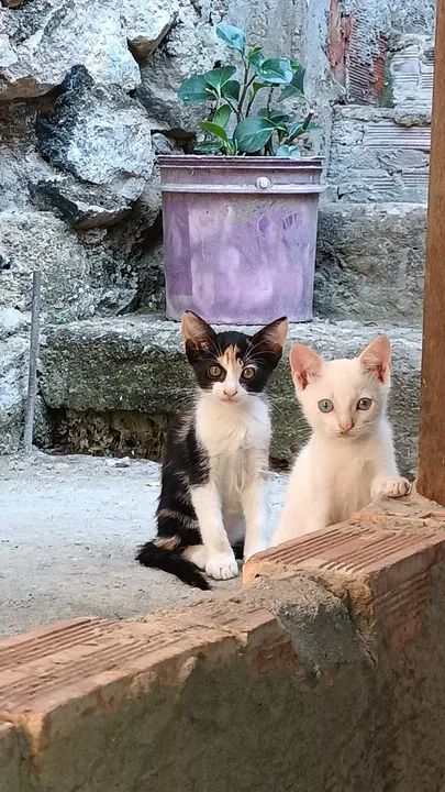 Gatos para doação  - Foto 2