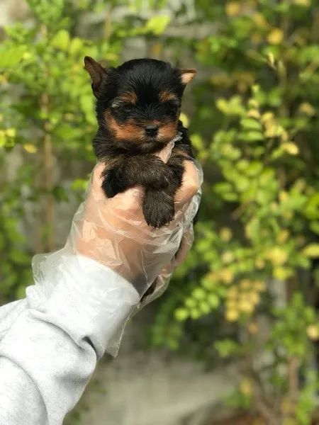 Yorkshire Terrir Micro e padrão a pronta entrega - Foto 2