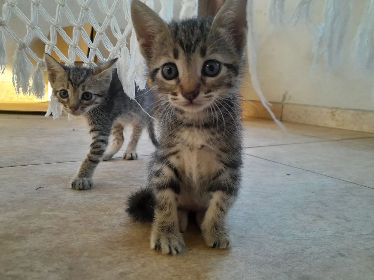 Doação Responsável de Gatos