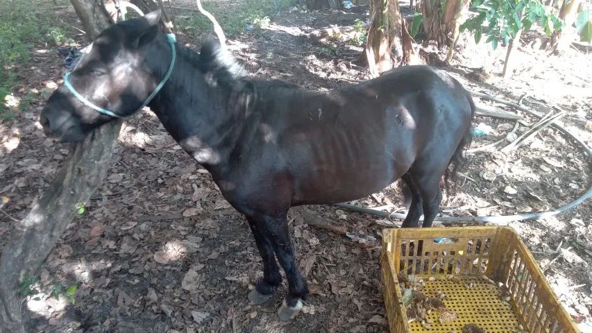 casal de poney só vendo o casal manso os 2 fêmea tá prenha valor 12 Mil o casal