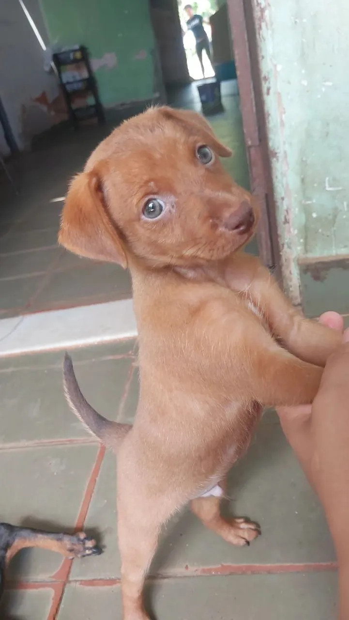 Filhote de Pinscher