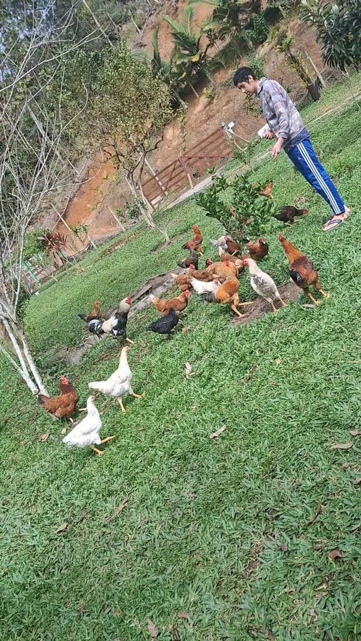 Vendo 06 lindos galos! 