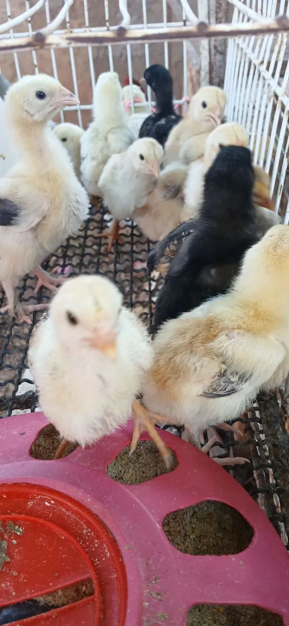 Pintinhos brahma com indio - Foto 2