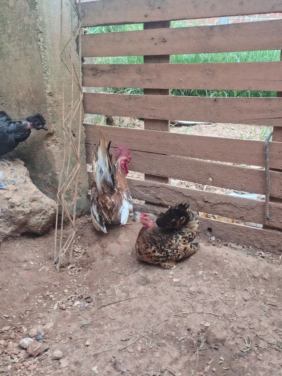 Disponíveis casais nagasaki  - Foto 4