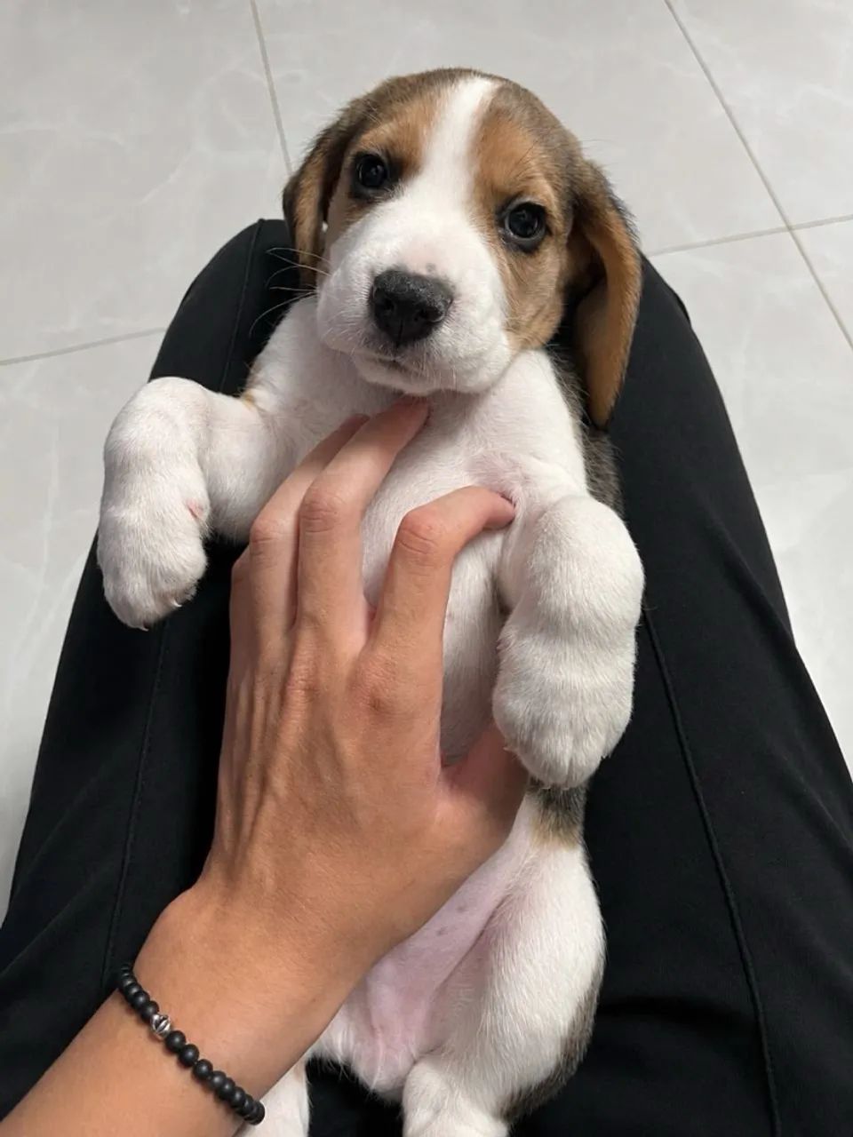 Lindos Filhotes de beagle  - Foto 5