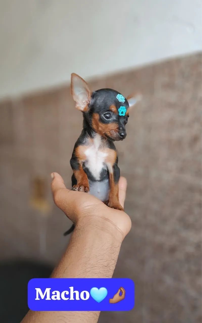 Pinscher com 62 dias vacinado 