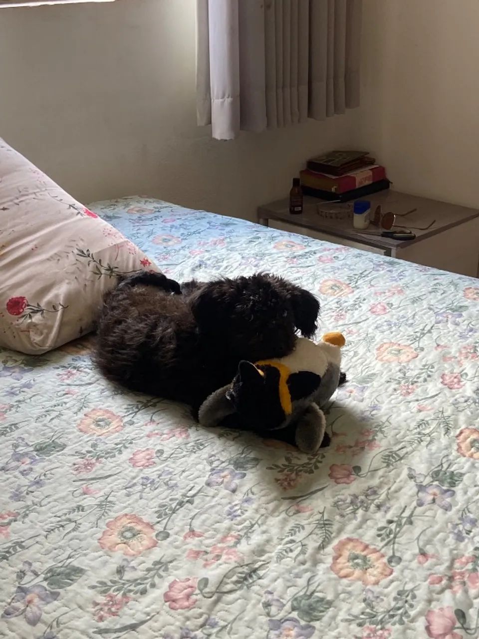Adoção responsável  - Foto 3