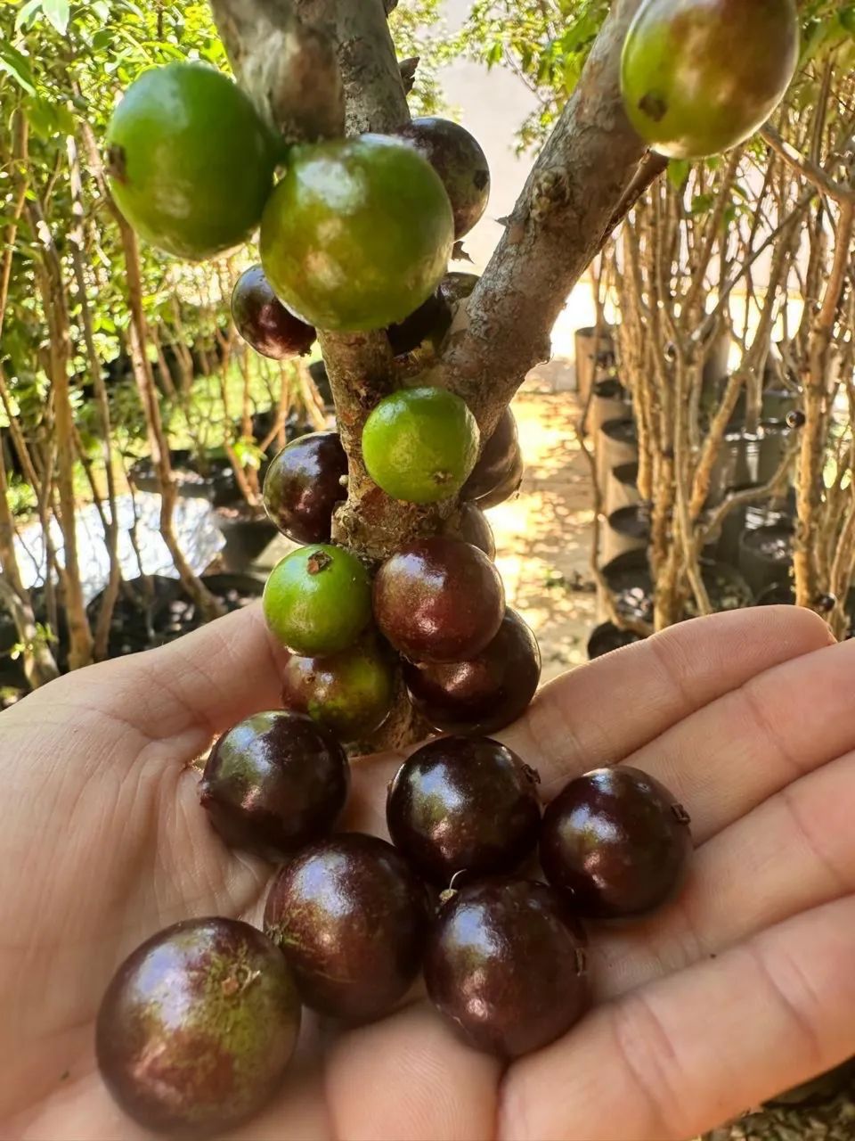 Frutíferas produzindo  - Foto 4