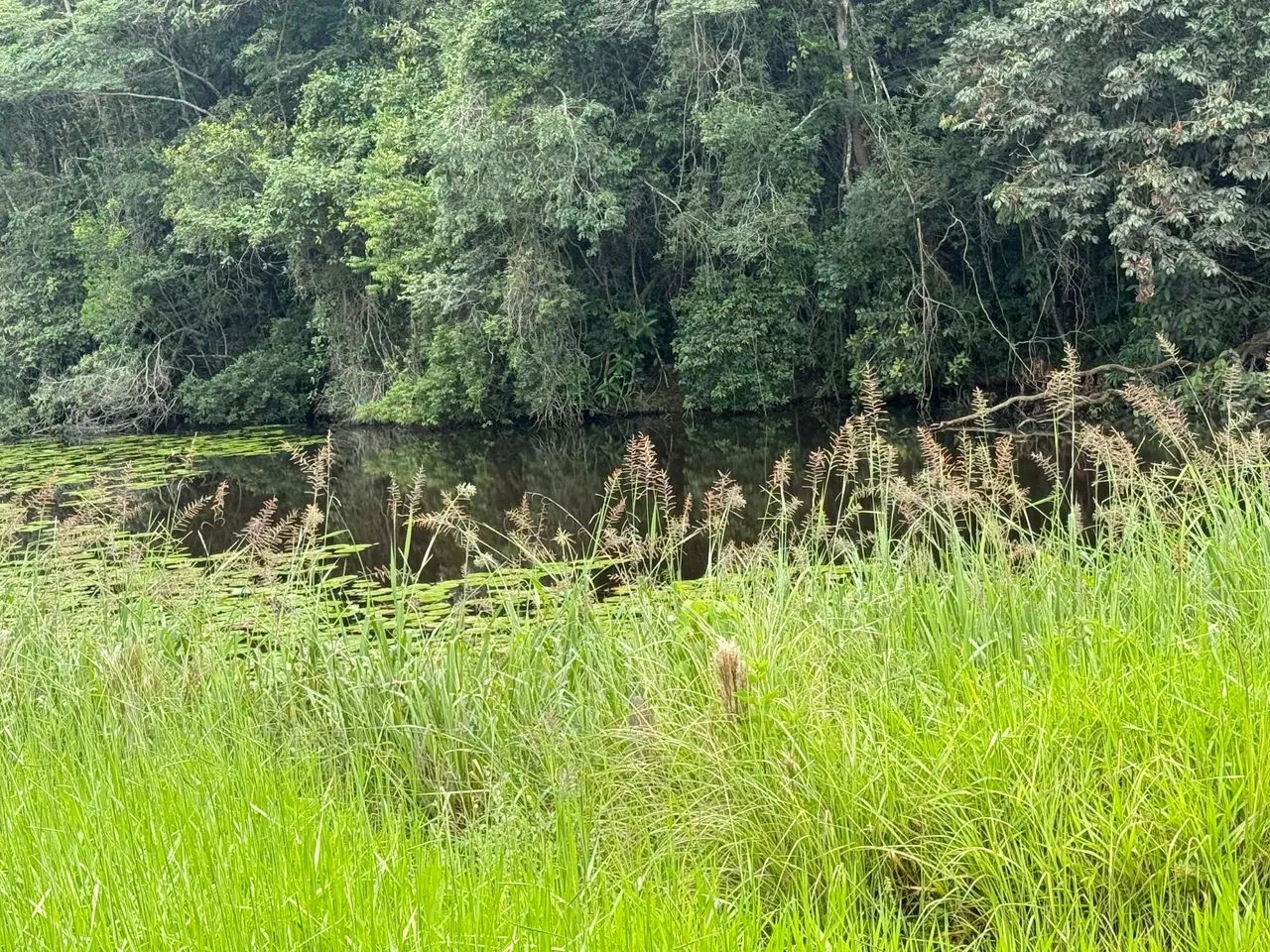 Fazendas em juatuba  - Foto 5