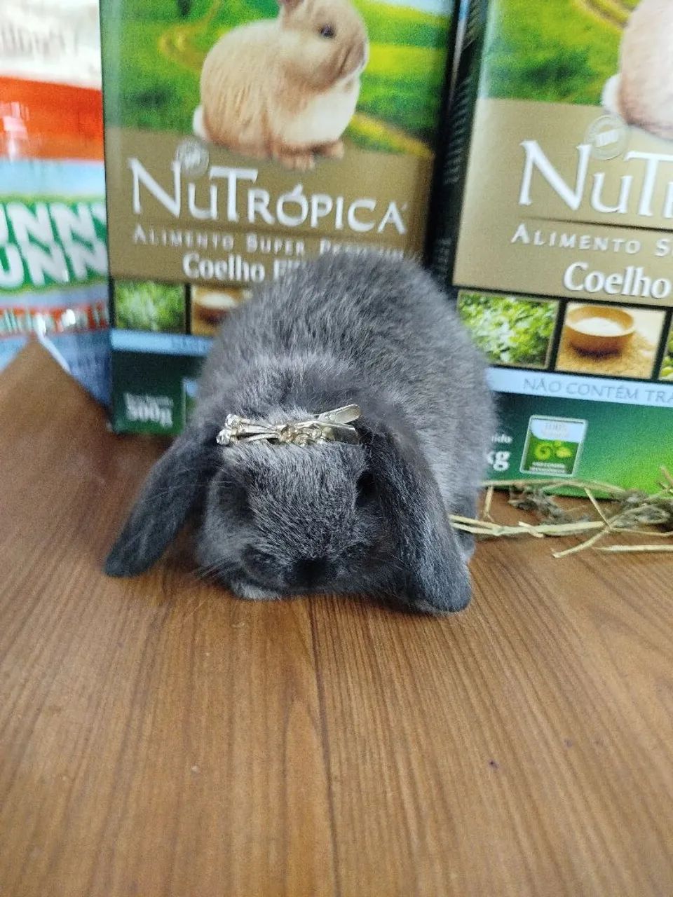 Mini Coelho Variadas Raças e VALORES  - Foto 5