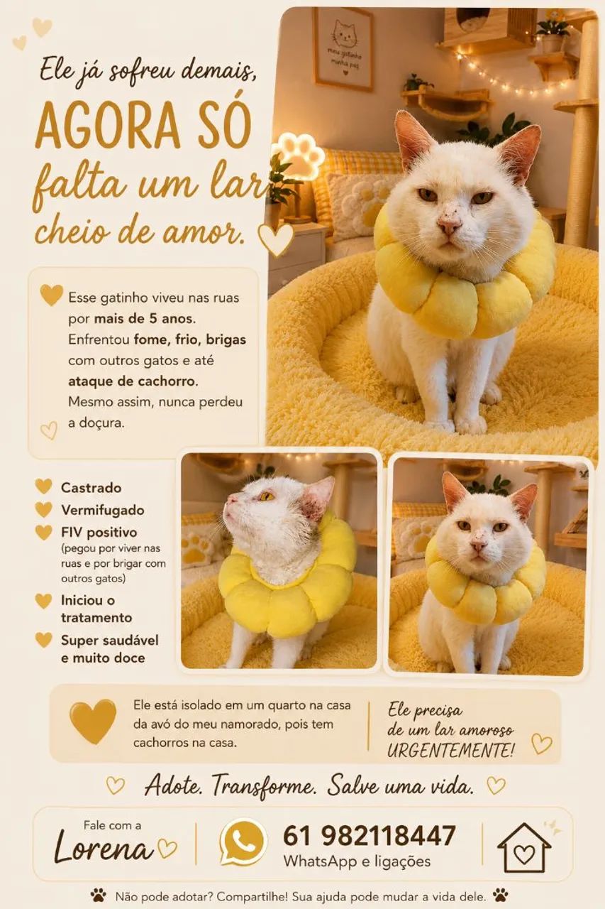 Adoção de gato