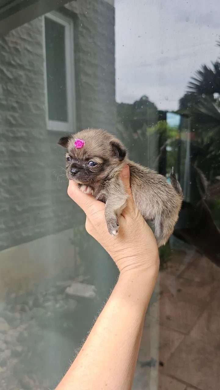 Chihuahua Fêmea minúscula - Foto 5