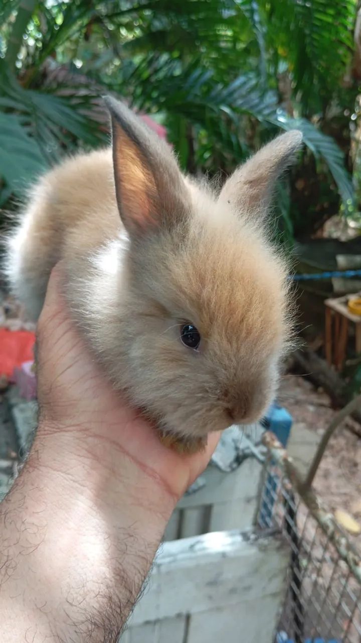 Coelho da Raça Lion Filhote - Foto 3