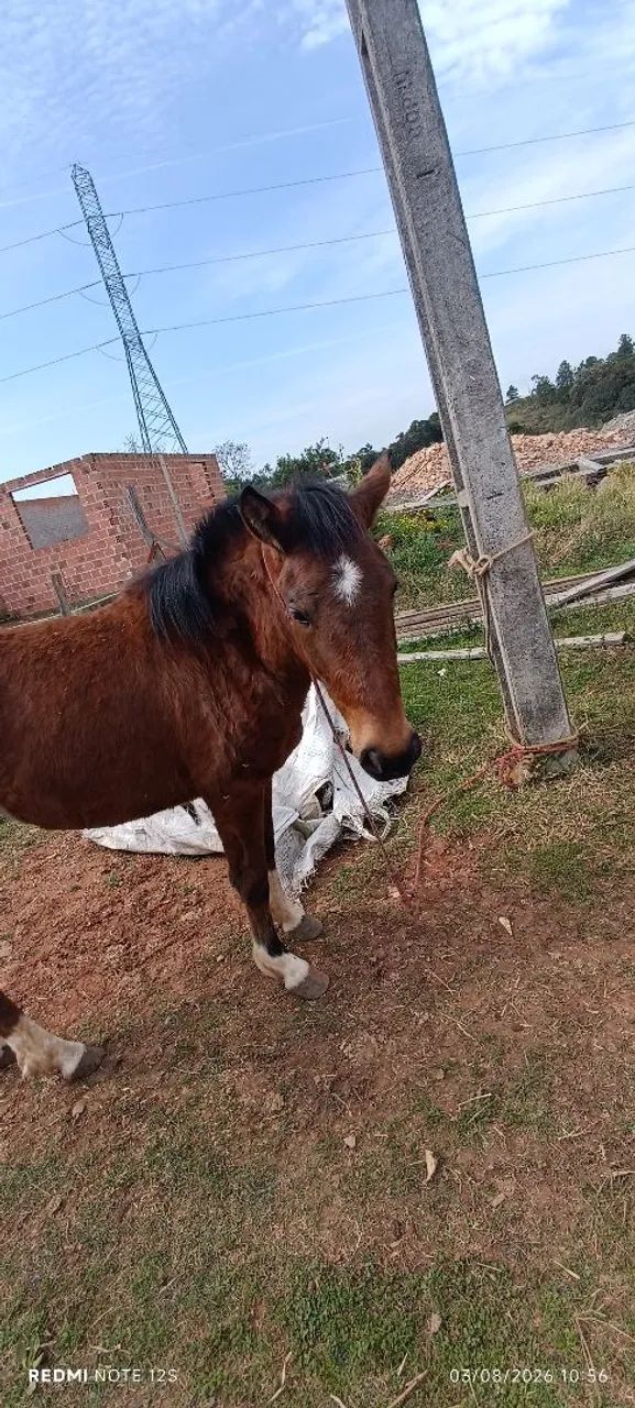 ? CAVALO À VENDA ? 2 ANOS | RAÇA NÃO DEFINIDA - Foto 2