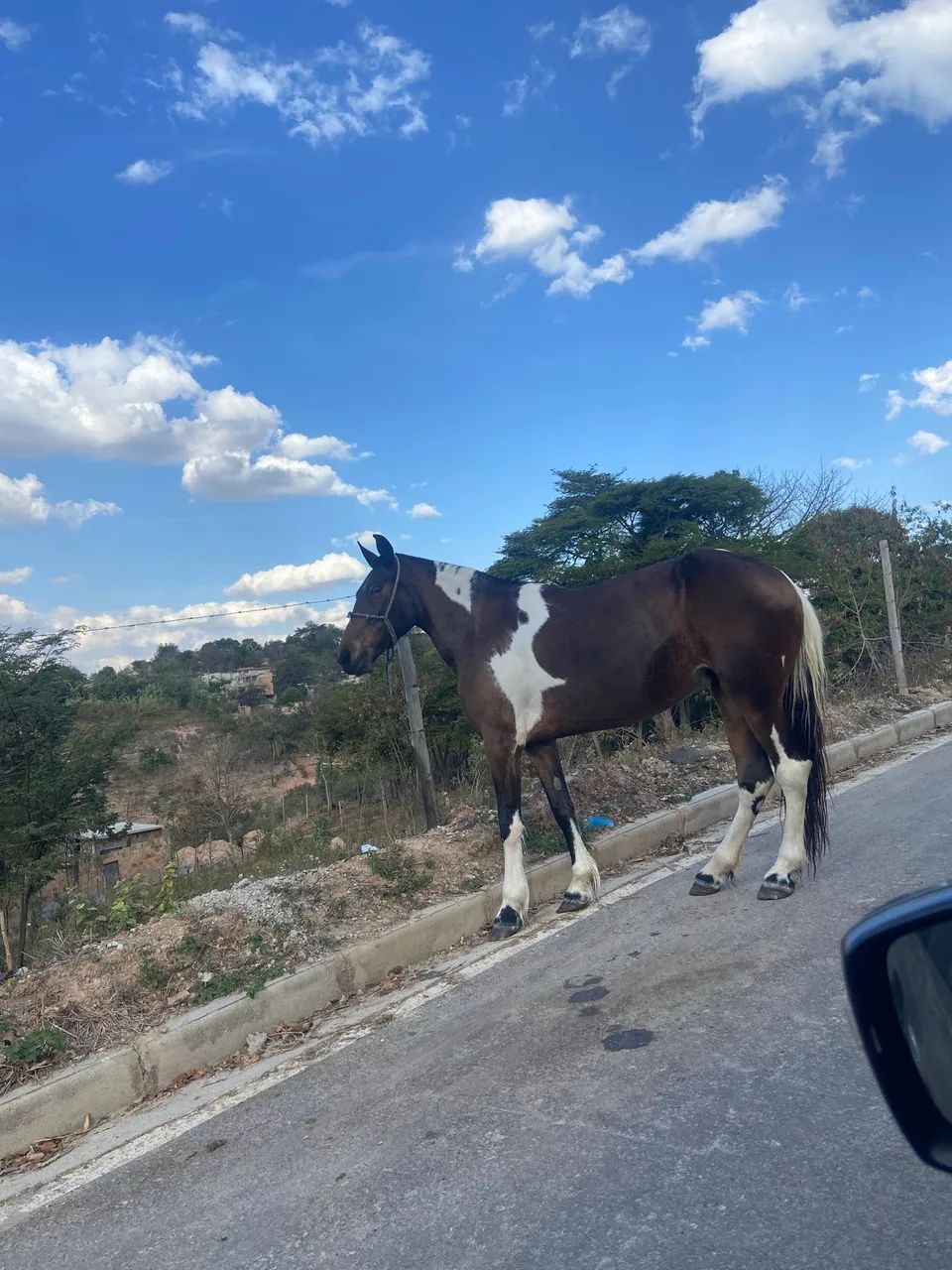 Égua Pampa  - Foto 4