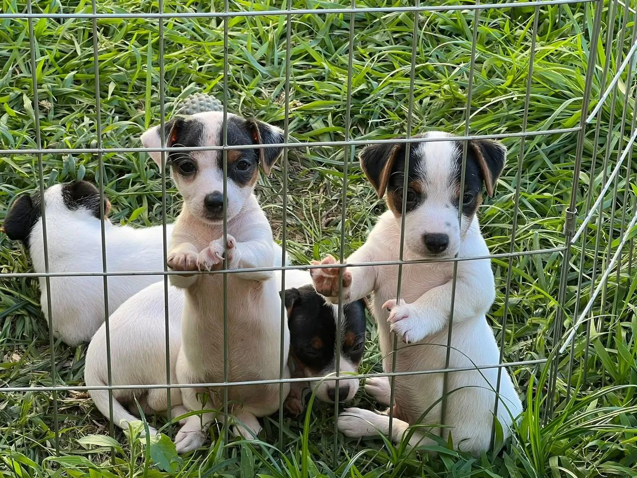 Jack russell  - Foto 4