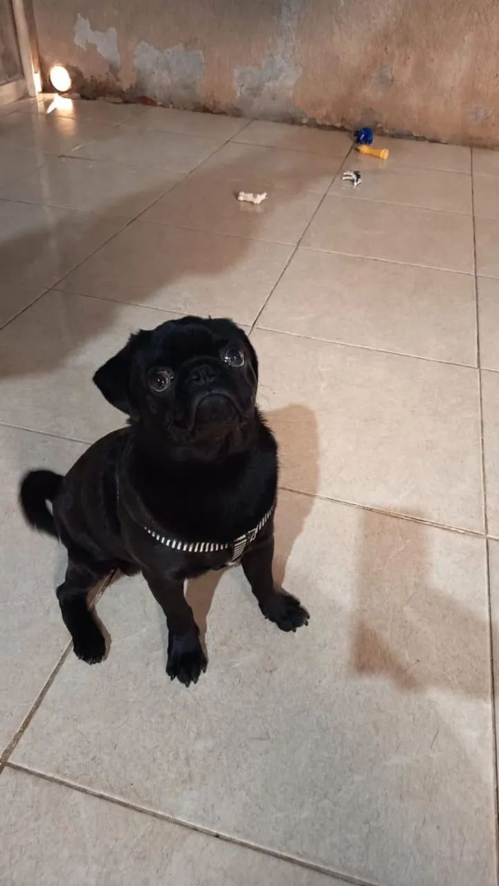 Cachorro 