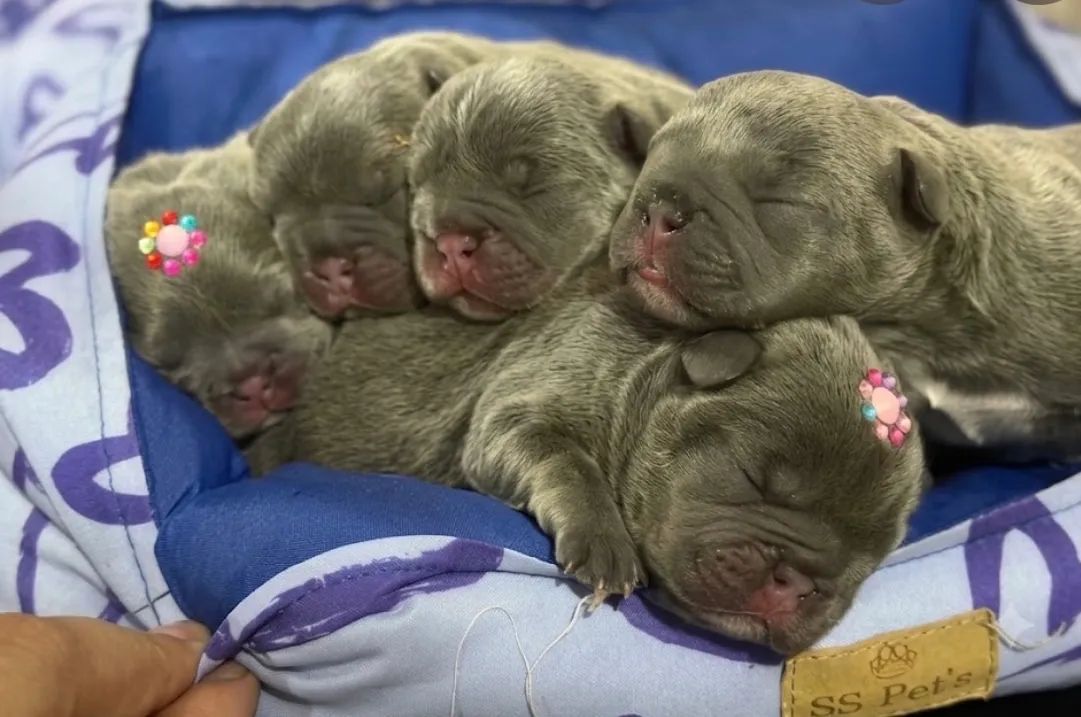 Bulldog francês  - Foto 3