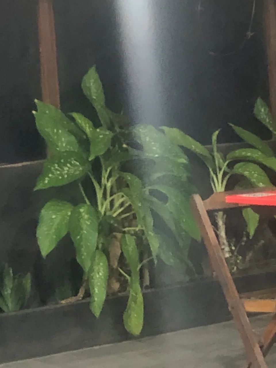 Vendo planta  - Foto 3