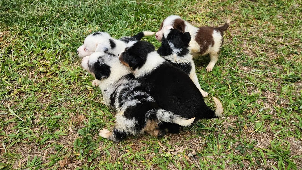 Filhotes de Border Collie