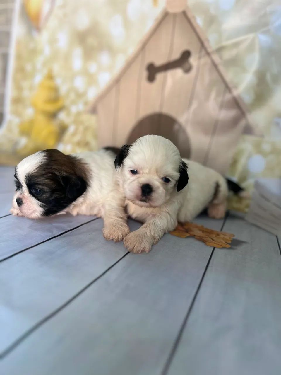 Shih Tzu  - Foto 3